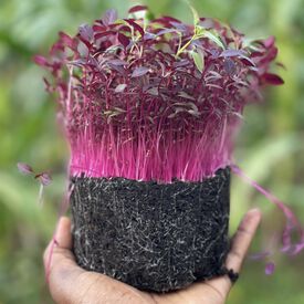 Red Garnet Amaranth, Sprouts